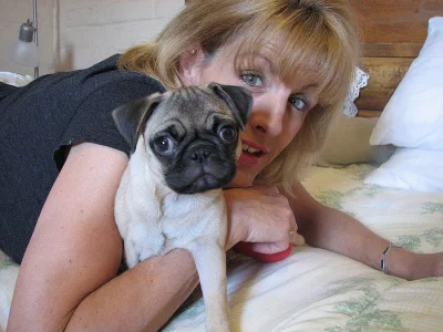 Bílý gen dopravce Mops štěňata