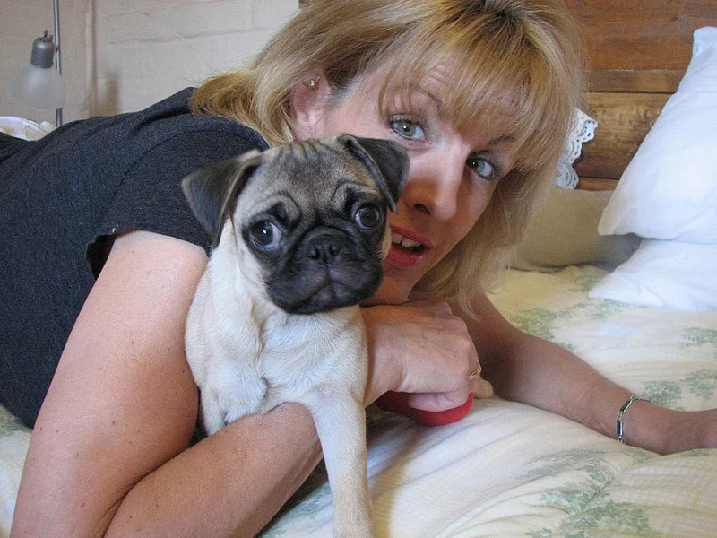 Bílý gen dopravce Mops štěňata