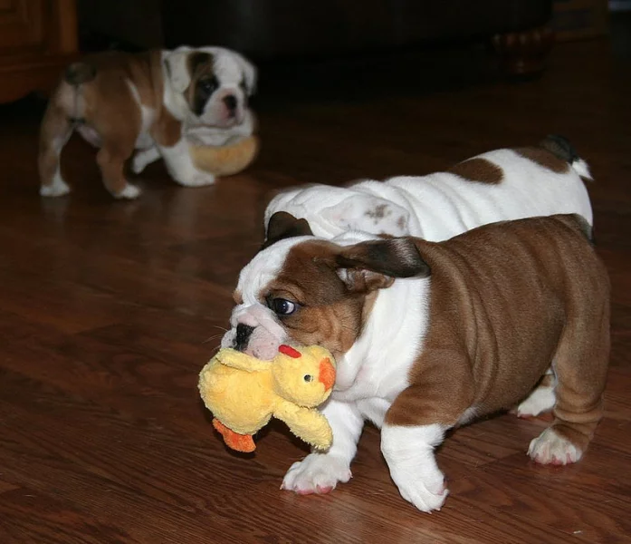 Kvalitní Kc Reg prokazatelně anglický buldok pro Stud