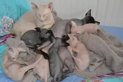 krásná sphynxe Koťata s pp