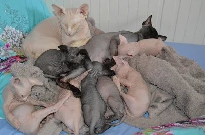 krásná sphynxe Koťata s pp