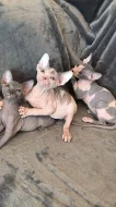 krásná sphynxe Koťata s pp