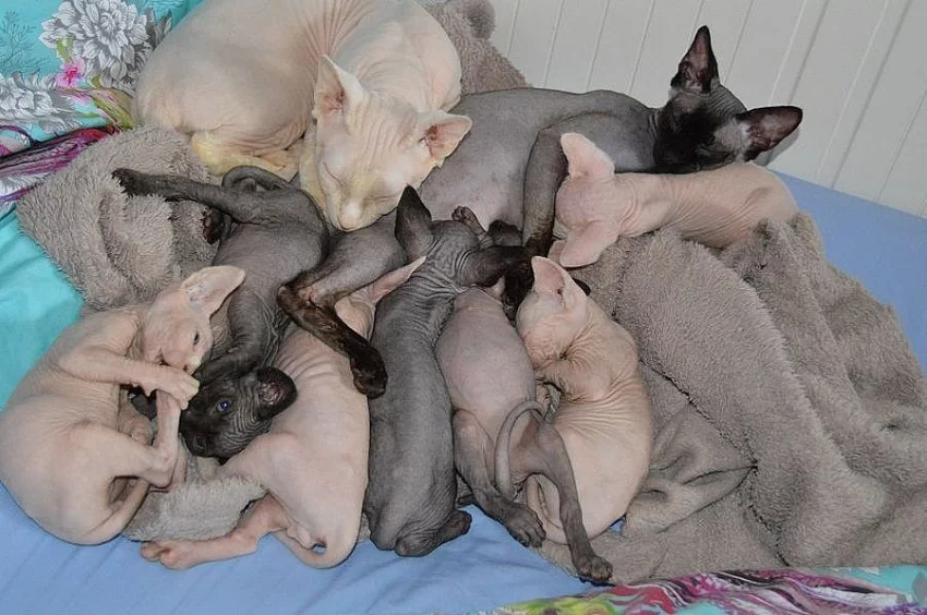 krásná sphynxe Koťata s pp