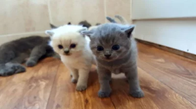 Britská Koťata s pp