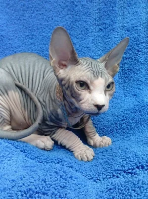 Máme krásné kohouty sfingy.