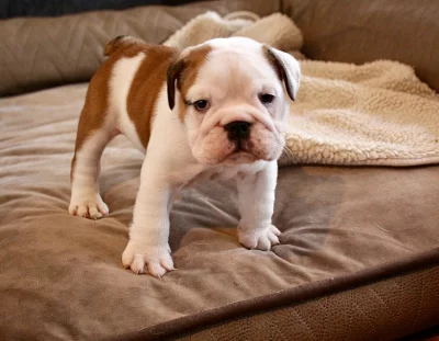 Roztomilé anglické buldok štěňátka