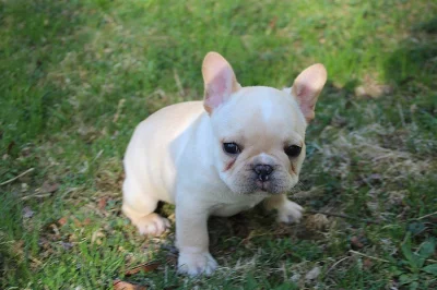 Nádherné francouzské buldok štěňátka