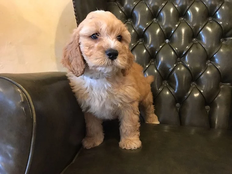 Ready Now - Čokoládová Labradoodle Puppy