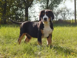 Veľký švajčiarsky salašnícky pes