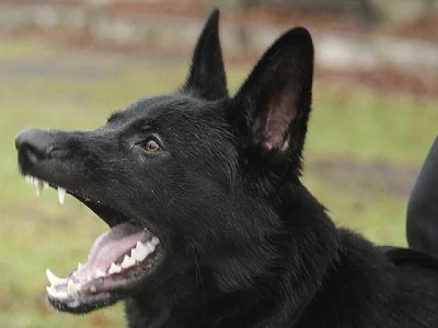 Prodám německý ovčák štěňata černá z pp