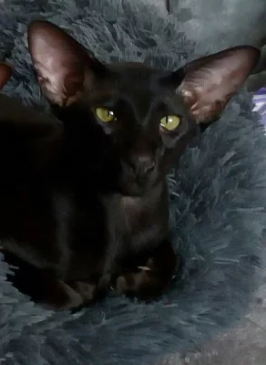 Orientální koťata s PP