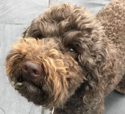 velmi roztomilé štěňata připraven teď