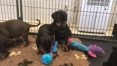 Štěňata dobrmanů šampión rodokmen Kc registr