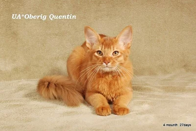 Koukam byt pro kocky