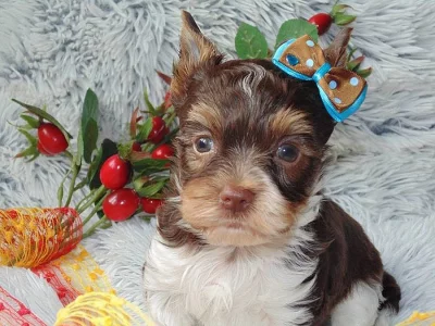 Biro yorkshire terrier s PP