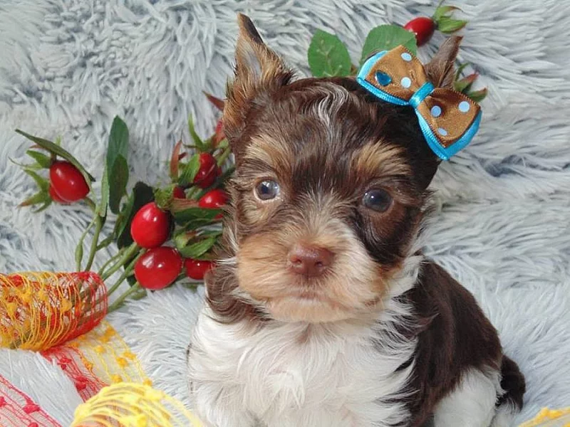 Biro yorkshire terrier s PP