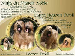 BRIARD - plavá štěňátka