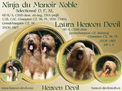 BRIARD - plavá štěňátka
