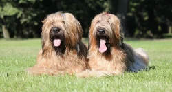 BRIARD - plavá štěňátka