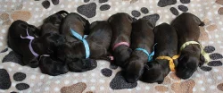 BRIARD - plavá štěňátka