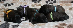 BRIARD - plavá štěňátka