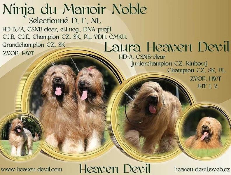 BRIARD - plavá štěňátka