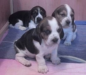 Basset Hound štěňata