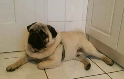 Mops - prodám dospělého pejska s PP