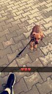 Stene krizence