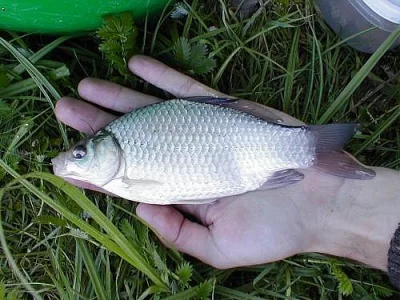 Prodám 400 kg karase stříbř. o kusové velikosti 20 cm