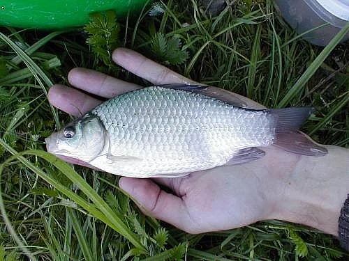 Prodám 400 kg karase stříbř. o kusové velikosti 20 cm