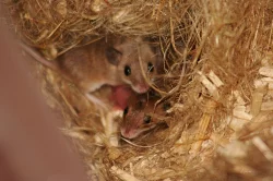 Myška africká - minimyš (Mus minutoides)