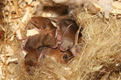 Myška africká - minimyš (Mus minutoides)