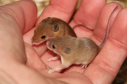 Myška africká - minimyš (Mus minutoides)