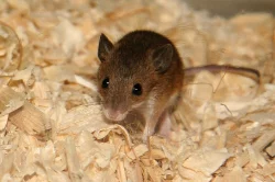 Myška africká - minimyš (Mus minutoides)
