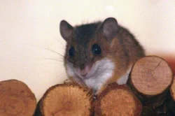 Myška africká - minimyš (Mus minutoides)