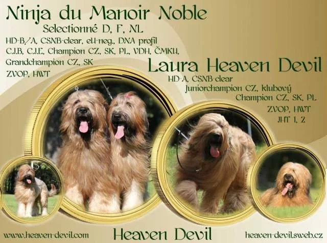 Briard - plavá štěňátka