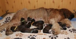 Briard - plavá štěňátka