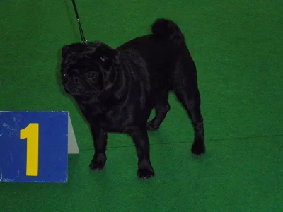 Černý mops s PP