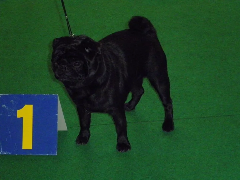 Černý mops s PP