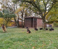 štěňátka německého ovčáka, fenky, černá se znaky s PP