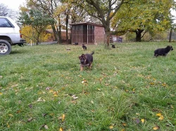 štěňátka německého ovčáka, fenky, černá se znaky s PP