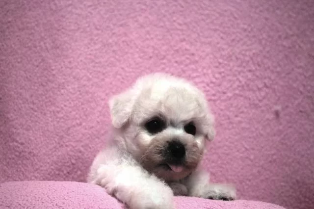 Bišonek - Bichon Frisé
