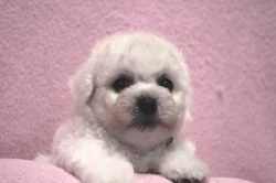 Bišonek - Bichon Frisé