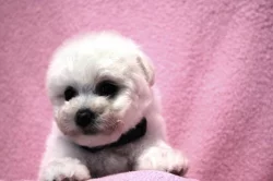 Bišonek - Bichon Frisé