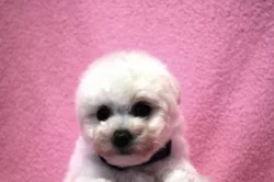 Bišonek - Bichon Frisé