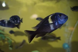 Tropheus Duboisi Maswa