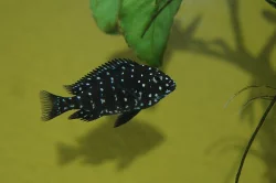 Tropheus Duboisi Maswa