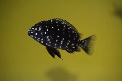 Tropheus Duboisi Maswa