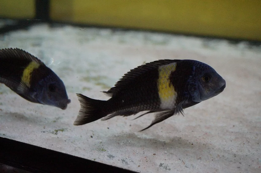 Tropheus Duboisi Maswa